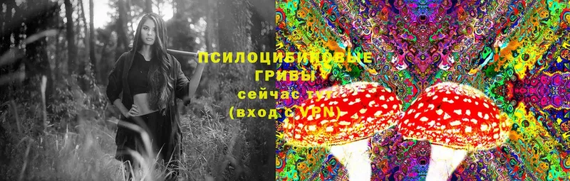 Галлюциногенные грибы Psilocybine cubensis  хочу   блэк спрут сайт  Венёв 